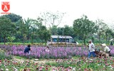 Ngỡ ngàng với cánh đồng hoa tam giác mạch nở trái mùa ở Hà Nội
